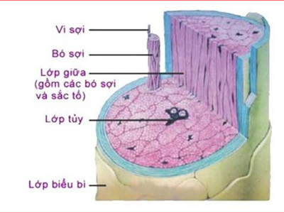 Cấu trúc sợi tóc -kiến thức căn bản trong uốn tóc,ép tóc,nhuộm tóc,tẩy tóc.